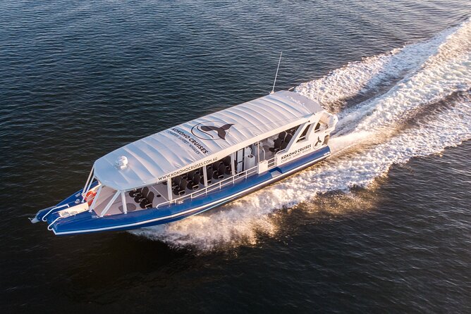 Gold Coast Whale Watching Cruise - Whale sightings: the guarantee, and what that means for your odds