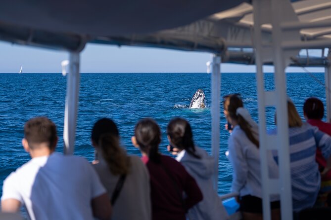 Gold Coast Whale Watching Cruise - Breaches and how close the whales come, what to expect