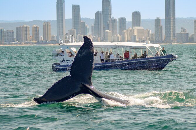 Gold Coast Whale Watching Cruise - The onboard crew and commentary, why it feels more educational than you expect
