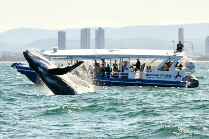 Gold Coast Whale Watching Cruise - What the cruise day looks like, step by step