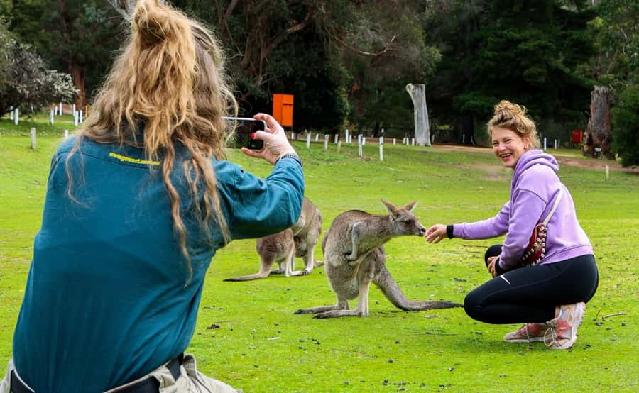 Grampians National Park Small-Group Eco Day Tour - Halls Gap lunch, kangaroos, and birdlife moments