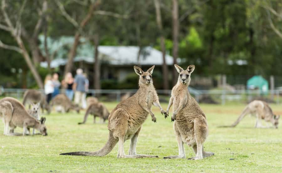Grampians National Park Small-Group Eco Day Tour - Comfort, audio languages, and why the details matter