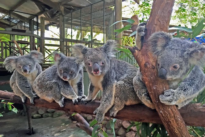 Grand Kuranda including Skyrail and Kuranda Scenic Railway - Skyrail Rainforest Cableway: back to Cairns with Barron Falls and Red Peak stations