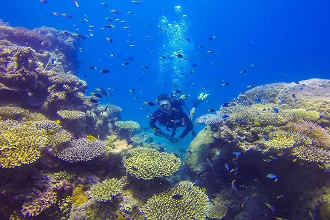 Great Barrier Reef Cruise from Townsville or Magnetic Island - Pick Your Water Plan: Snorkel, Intro Dive, or Two Certified Dives