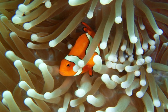 Great Barrier Reef Cruise from Townsville or Magnetic Island - The Reef Stops You Might Visit: John Brewer, Lodestone, and Keeper Reef