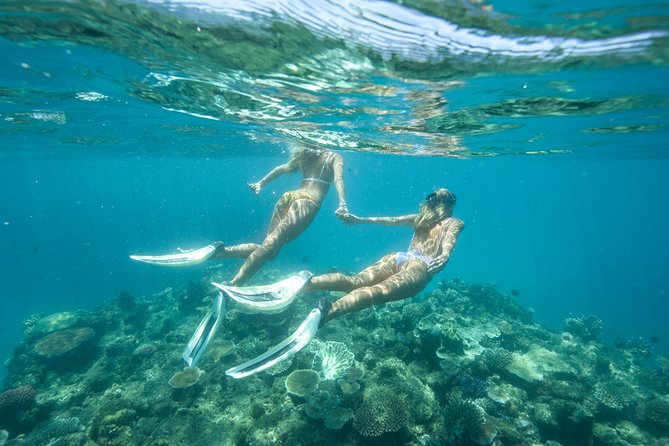 Great Barrier Reef Cruise from Townsville or Magnetic Island - What You’ll See Underwater: Stingrays, Turtles, Reef Sharks, and Fish