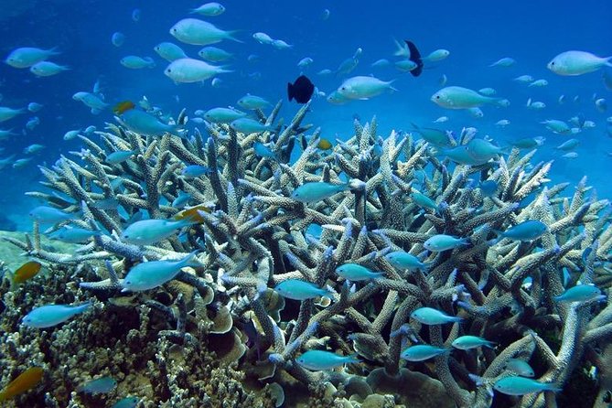 Great Barrier Reef Cruise from Townsville or Magnetic Island - Gear, Instruction, and Comfort Details That Matter