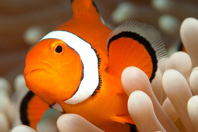 Great Barrier Reef Full Day Tour from Cairns - Safety Rules, Health Checks, and What You Need to Bring