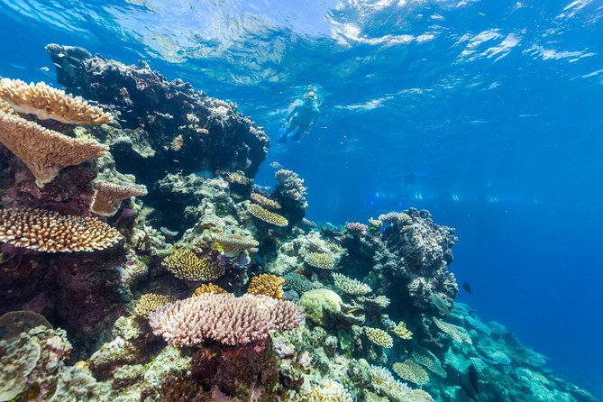 Great Barrier Reef Snorkeling and Diving Cruise from Cairns - Optional scuba and helicopter upgrades, explained without the guesswork