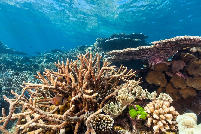 Great Barrier Reef Snorkeling and Diving Cruise from Cairns - Price and value at around $190: what you are really paying for