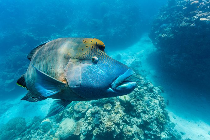 Great Barrier Reef Snorkeling and Diving Cruise from Cairns - Weather, sea conditions, and how to avoid a rough day