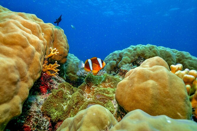 Great Barrier Reef with Cultural Guides-Dreamtime Dive & Snorkel - Stop 2: Milln or Flynn Reef, your second snorkel block