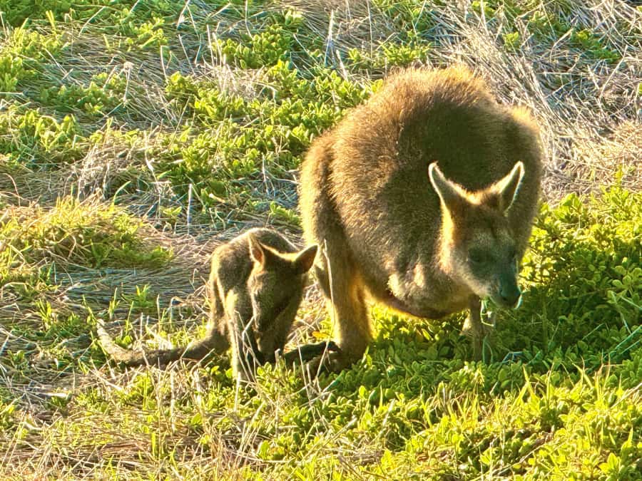 Great Ocean Road 12 Apostles London Bridge Koala Kangaroo - Koalas and kangaroos: the secret stop and how to improve your odds
