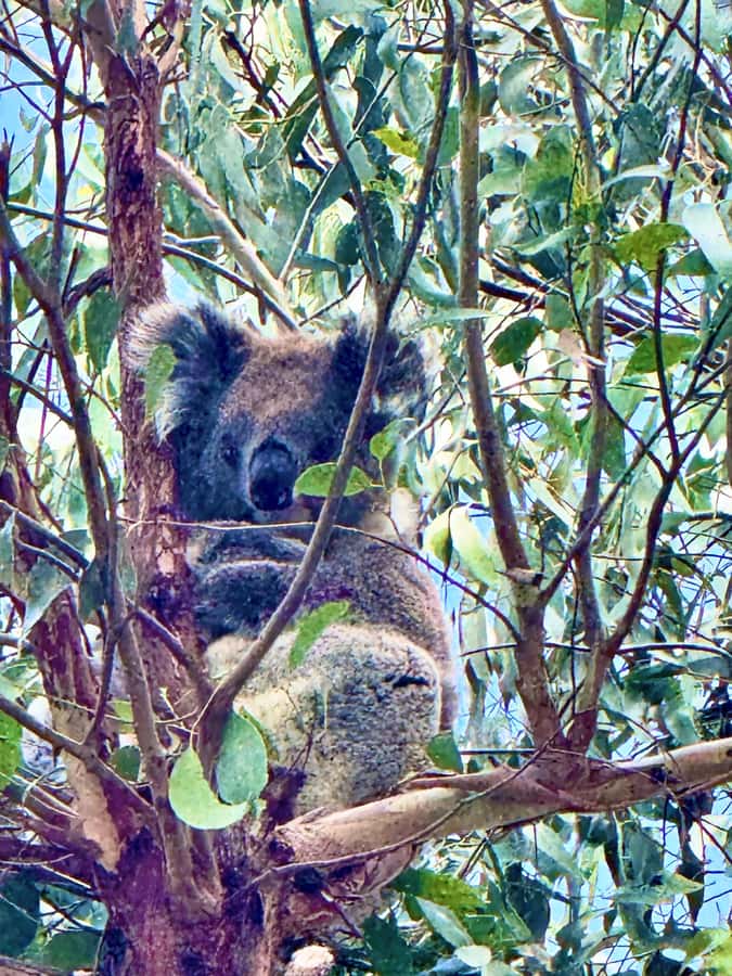 Great Ocean Road 12 Apostles London Bridge Koala Kangaroo - Morning setup from Melbourne: pickup points and what you should know