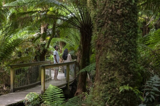 Great Ocean Road, 12 Apostles, Rainforest & Morning Tea-Melbourne - Why This Great Ocean Road Tour Feels Easy From Melbourne