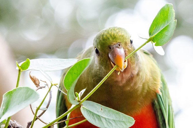 Great Ocean Road 12 Apostles & Rainforest Walk with Morning Tea - Wildlife spotting: the fun part, plus how to maximize your odds