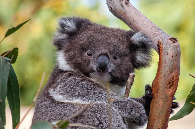 Great Ocean Road and Wildlife Tour for Backpackers aged 18-35 - Price and Logistics: what you’re paying for, and what you get