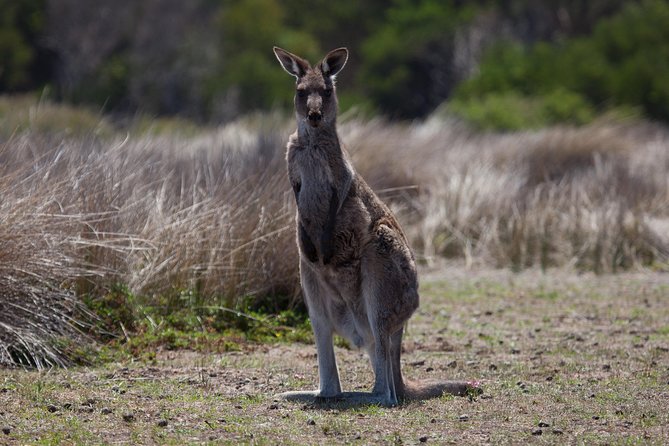 Great Ocean Road and Wildlife Tour for Backpackers aged 18-35 - Port Campbell National Park and the 12 Apostles: the big limestone show