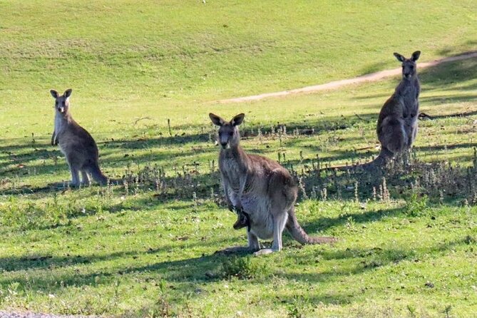 Great Ocean Road and Wildlife Tour for Backpackers aged 18-35 - Apollo Bay: where lunch and downtime are built in