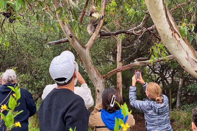 Great Ocean Road Full-Day Sunset Eco Tour from Melbourne - Who This Tour Fits Best (And Who Might Skip It)