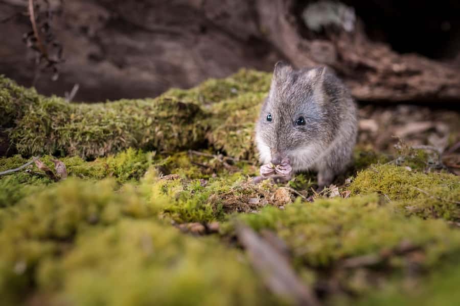 Great Ocean Road: Guided Wildlife Walk that Supports Nature - Tea, coffee, and light lunch at the Emu Cafe