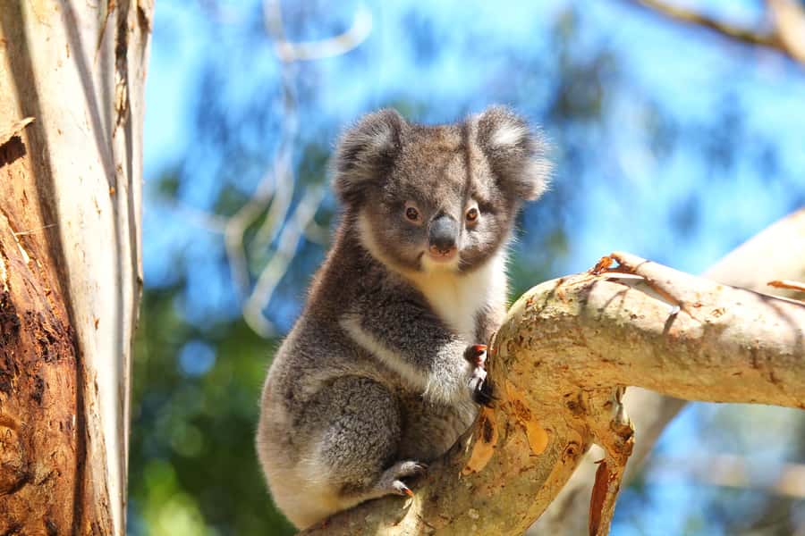 Great Ocean Road: Guided Wildlife Walk that Supports Nature - Meeting at the Visitor Centre and getting your binoculars working