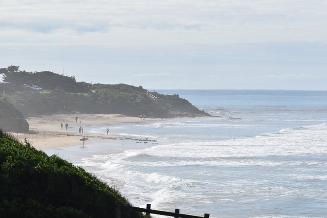 Great Ocean Road Tour Plus Koalas, Forest Walk and Morning Tea - Kennett River Koalas and Parrots: The Wildlife Chapter