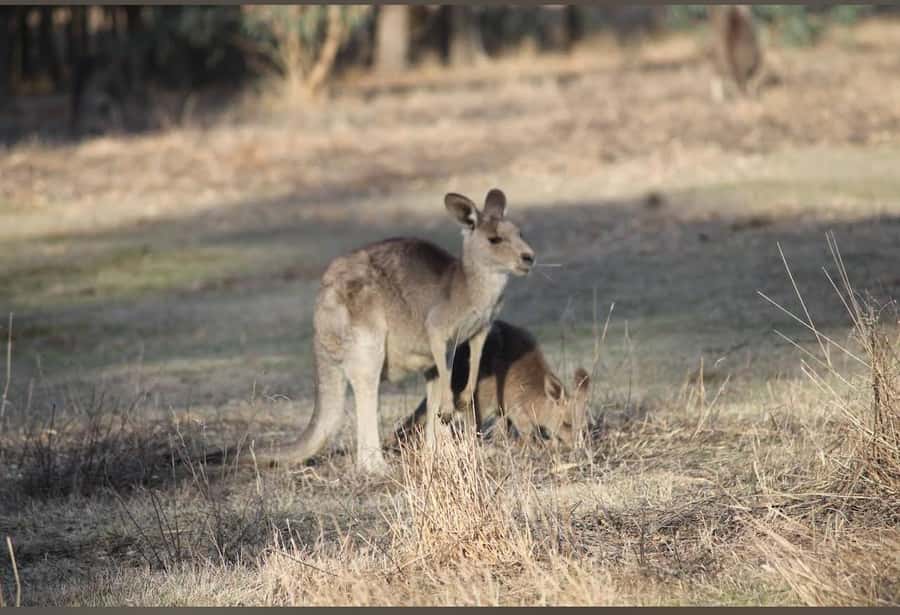 Great Ocean Road Tour PRIVATE LUXURY-FREE entry,hotel pickup - Great Otway National Park: Mait’s Rest and Wildlife Time