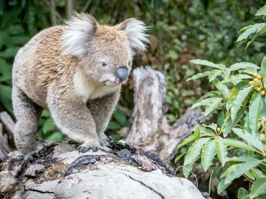 Great Ocean Road Tour PRIVATE LUXURY-FREE entry,hotel pickup - Anglesea and Bellbrae: Quick Stops That Help the Day Flow