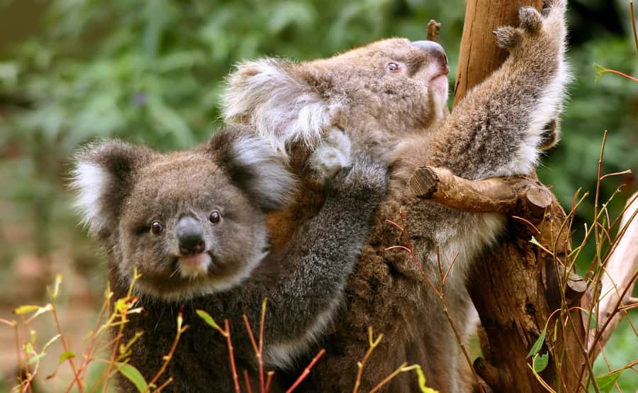 Great Ocean Road Tour w/ Deluxe Minibus & Top-Rated Guide - The guide experience: how the stories make the stops click