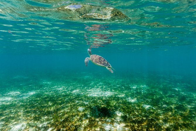 Green Island Day Trip from Cairns - Seawalking and Intro Scuba Sessions: Great Add-Ons, But Know What You’re Paying For