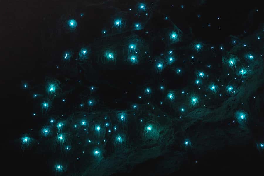 Guided Evening Glow Worm Experience - Byron Bay - Key things that make this glow worm tour special