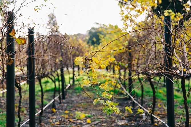 Guided Wine Journey and Discovery Tasting Tour in Adelaide - National Wine Centre’s Wine Discovery Journey Museum, your start line in Adelaide