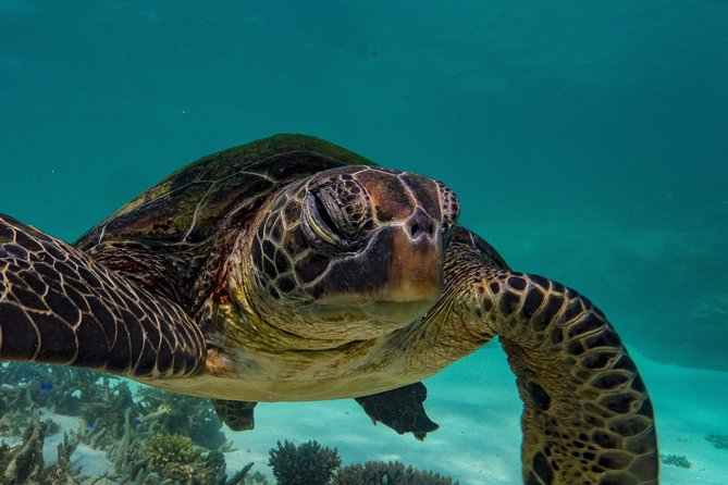 Half Day Snorkel 2.5hr Turtle Tour on the Ningaloo Reef, Exmouth - The Real Timing: About 3.5 Hours Total, With Time Where It Counts