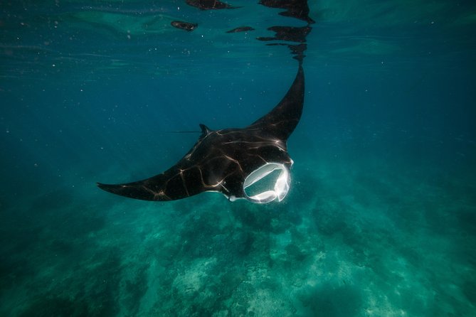 Half Day Snorkel 2.5hr Turtle Tour on the Ningaloo Reef, Exmouth - Who This Tour Fits Best (And Who Might Want a Different Plan)