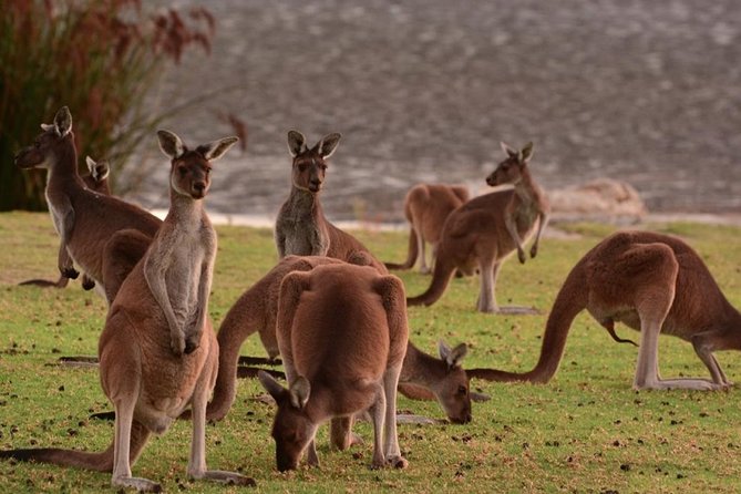 Half-Day Swan Valley & Wildlife Park Tour - Swan Valley in a Half-Day, Without Losing the Fun