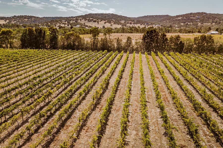 Half-Day Swan Valley Wine Tour with Tastings - From Perth - The small-group advantage, capped at 11