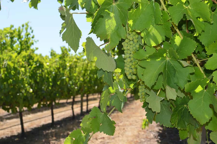 Half day Wine and Sights Discovery Tour Busselton - How the included extras help you enjoy the stops