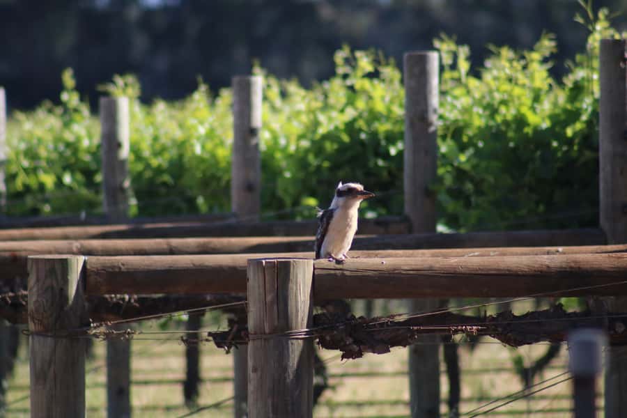 Half day Wine and Sights Discovery Tour Busselton - Comfort and pacing on a 4 hour mini bus day