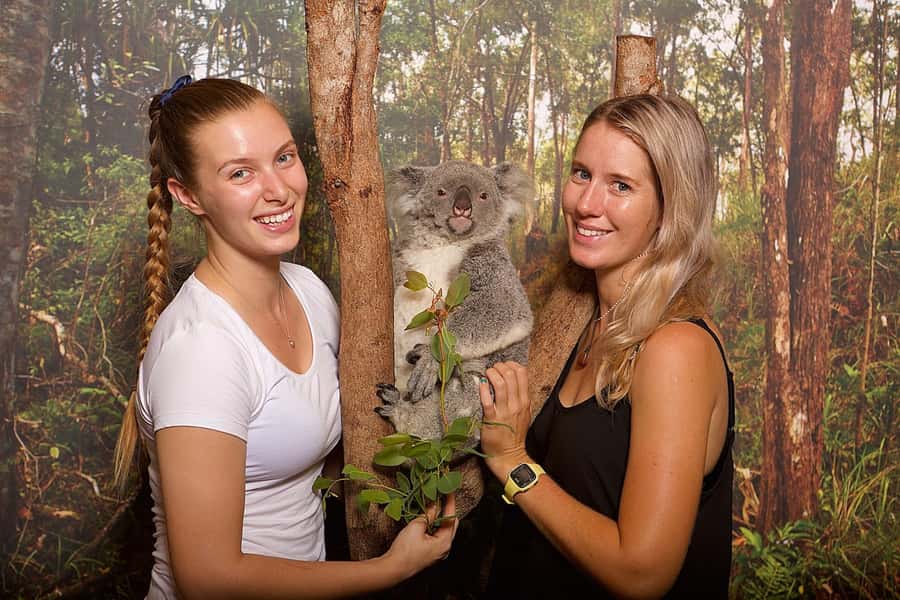 Hartley's Crocodile Adventures: Hartley's Koala Breakfast - Getting there on time, and why the koala window matters