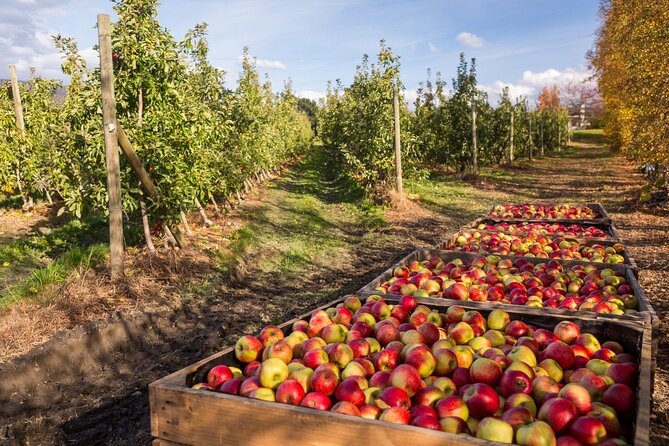 Hastings Caves, Tahune Airwalk and the Huon Tasting Trail - Huon Tasting Trail stop: cider paddles and the apple pie finish