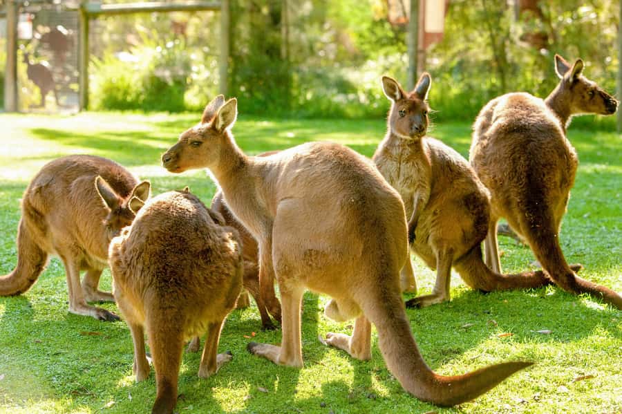 Healesville Sanctuary: General Admission Ticket - Key things to know before you go
