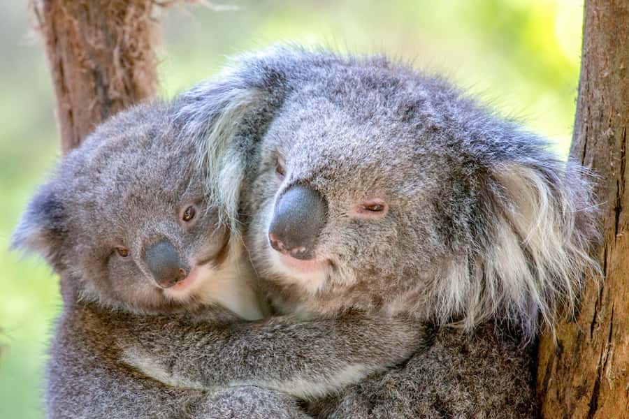 Healesville Sanctuary: General Admission Ticket - Why Healesville Sanctuary fits a great Yarra Valley day