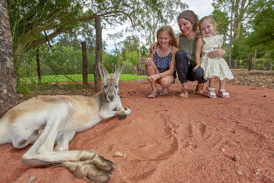 Healesville Sanctuary: General Admission Ticket - Spirit of the Sky: the daily bird show worth centering your visit