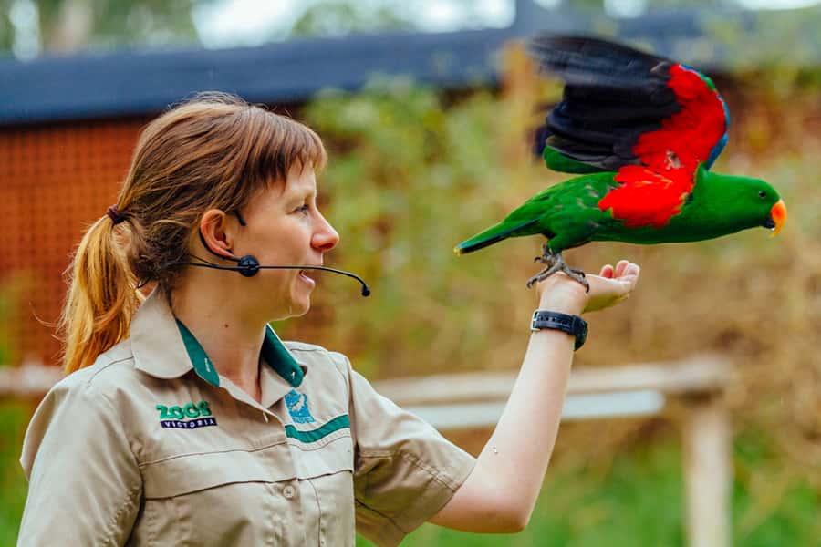 Healesville Sanctuary: General Admission Ticket - Koala Forest treetops, then Kangaroo Country on your walk
