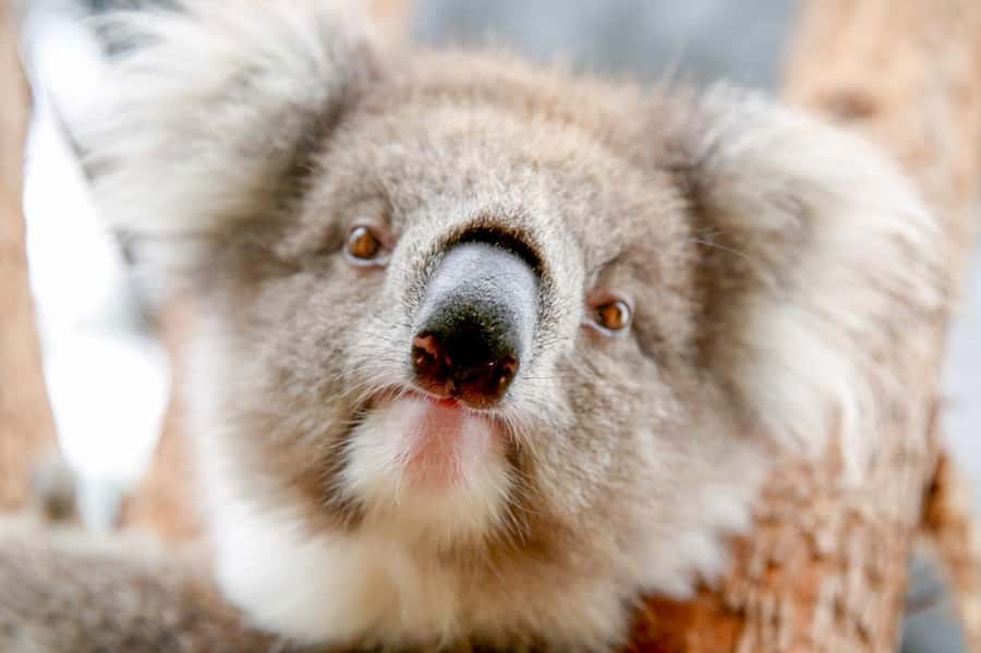 Healesville Sanctuary: General Admission Ticket - Australian Wildlife Health Centre: conservation you can actually see
