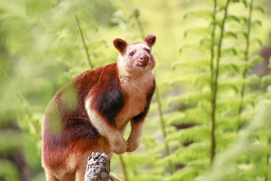 Healesville Sanctuary: General Admission Ticket - Why the animal count feels so satisfying in one day