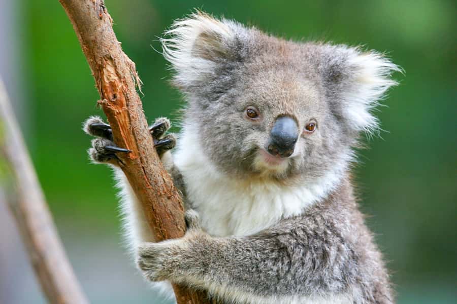 Healesville Sanctuary: General Admission Ticket - Price and value: what your $37 gets you