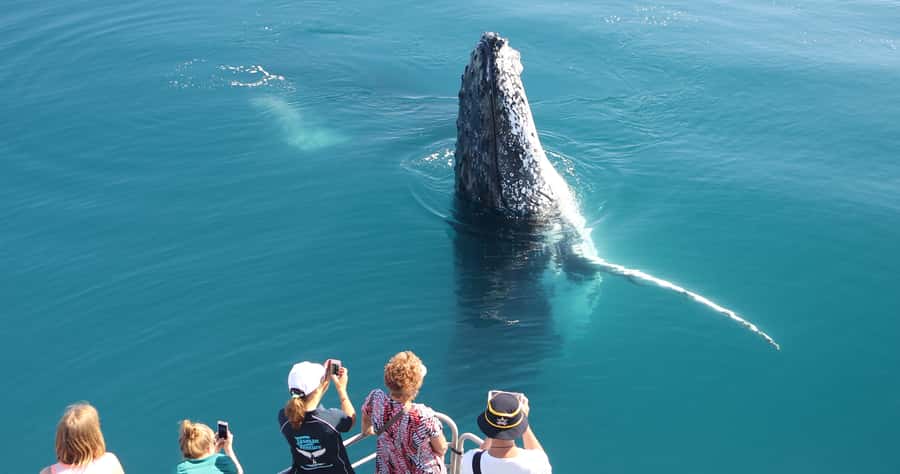 Hervey Bay 4-Hour Whale Watch Encounter - Key highlights worth your attention