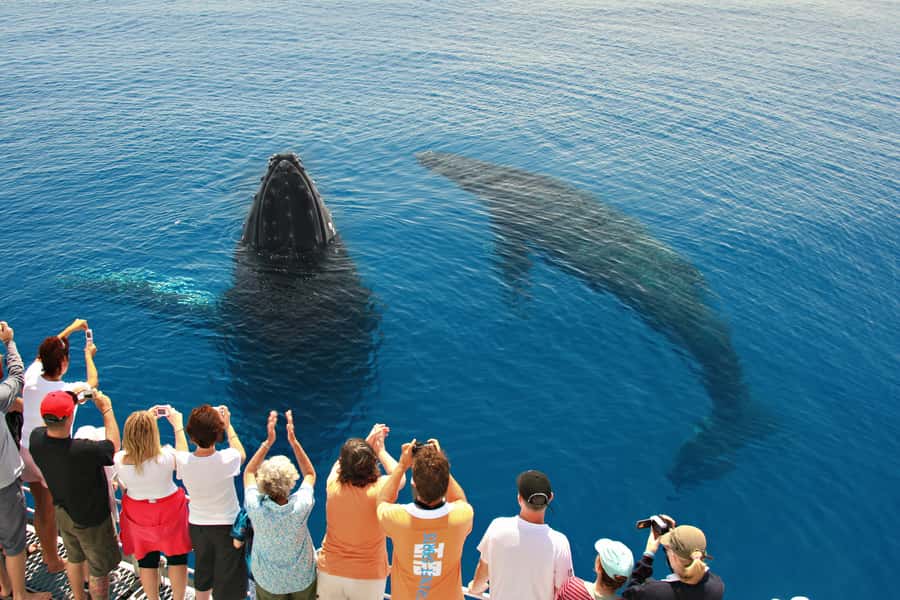 Hervey Bay 4-Hour Whale Watch Encounter - Why this whale watch in Hervey Bay feels personal